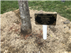 Plaque with a Dedication Memo at the Base of the Newly Planted Tree