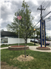 Tree Planted Beside a Welcome Sign and American Flag