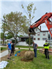 Volunteers Gather Around While the Tree is Being Placed